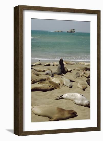 Northern Elephant Seals-Diccon Alexander-Framed Photographic Print