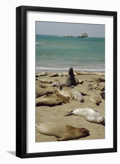 Northern Elephant Seals-Diccon Alexander-Framed Photographic Print