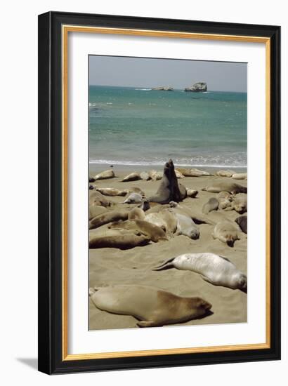 Northern Elephant Seals-Diccon Alexander-Framed Photographic Print