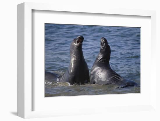 Northern Elephant Seals-DLILLC-Framed Photographic Print