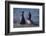 Northern Elephant Seals-DLILLC-Framed Photographic Print