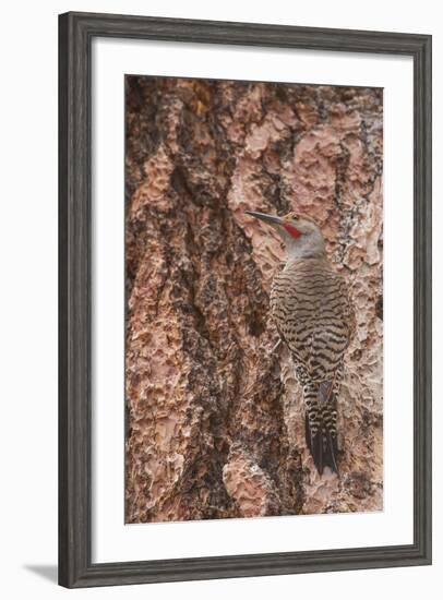 Northern Flicker Balanced on the Bark of a Ponderosa-Michael Qualls-Framed Photographic Print