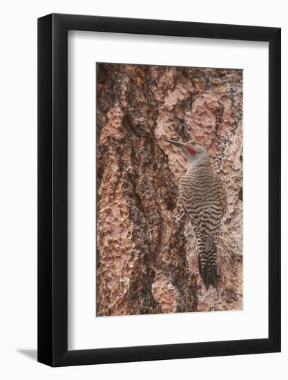 Northern Flicker Balanced on the Bark of a Ponderosa-Michael Qualls-Framed Photographic Print