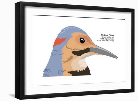 Northern Flicker (Colaptes Auratus), Birds-Encyclopaedia Britannica-Framed Art Print