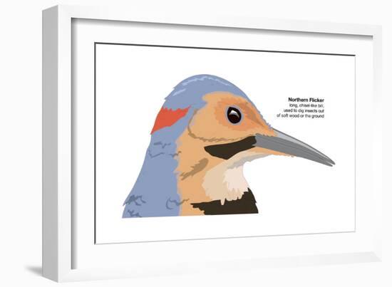 Northern Flicker (Colaptes Auratus), Birds-Encyclopaedia Britannica-Framed Art Print