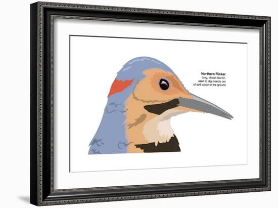 Northern Flicker (Colaptes Auratus), Birds-Encyclopaedia Britannica-Framed Art Print