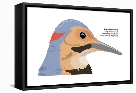 Northern Flicker (Colaptes Auratus), Birds-Encyclopaedia Britannica-Framed Stretched Canvas