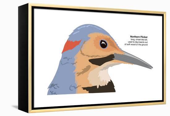 Northern Flicker (Colaptes Auratus), Birds-Encyclopaedia Britannica-Framed Stretched Canvas