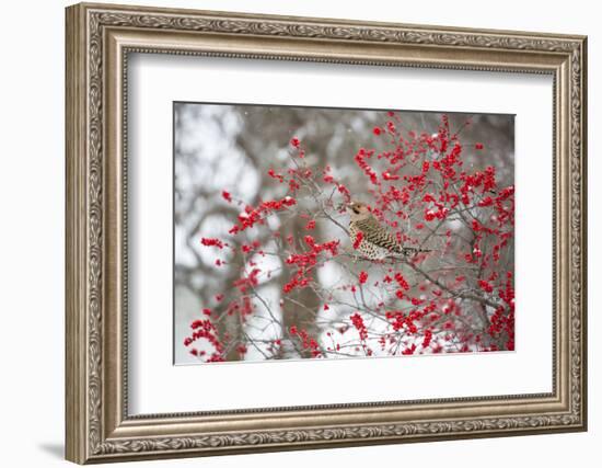 Northern Flicker (Colaptes auratus) male in Winterberry bush in winter, Marion County, Illinois-Richard & Susan Day-Framed Photographic Print