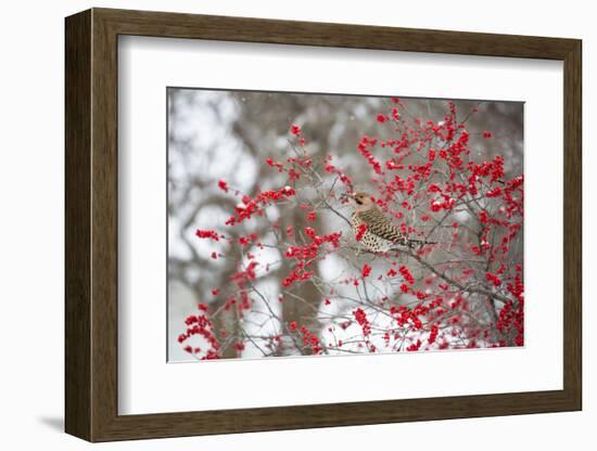 Northern Flicker (Colaptes auratus) male in Winterberry bush in winter, Marion County, Illinois-Richard & Susan Day-Framed Photographic Print