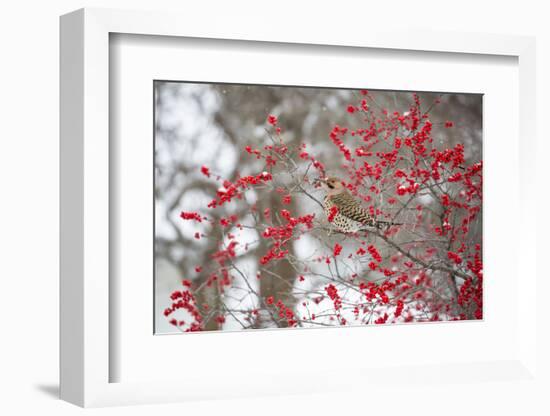 Northern Flicker (Colaptes auratus) male in Winterberry bush in winter, Marion County, Illinois-Richard & Susan Day-Framed Photographic Print