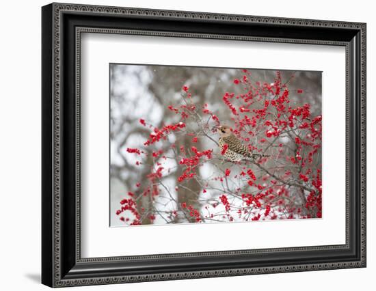 Northern Flicker (Colaptes auratus) male in Winterberry bush in winter, Marion County, Illinois-Richard & Susan Day-Framed Photographic Print