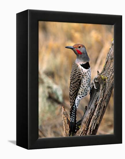 Northern Flicker, Oregon, USA-Charles Sleicher-Framed Premier Image Canvas