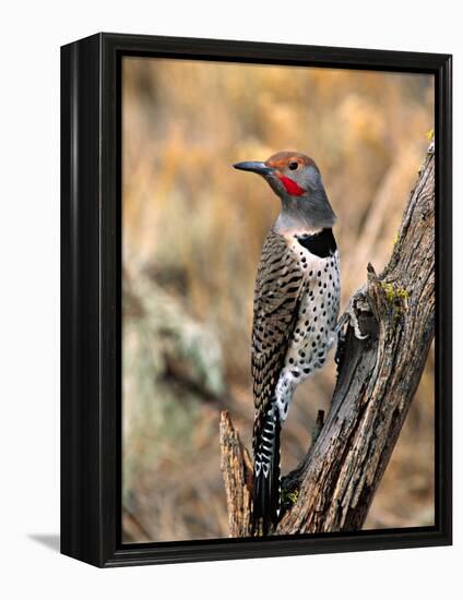 Northern Flicker, Oregon, USA-Charles Sleicher-Framed Premier Image Canvas