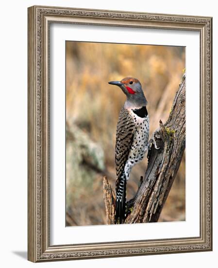 Northern Flicker, Oregon, USA-Charles Sleicher-Framed Photographic Print