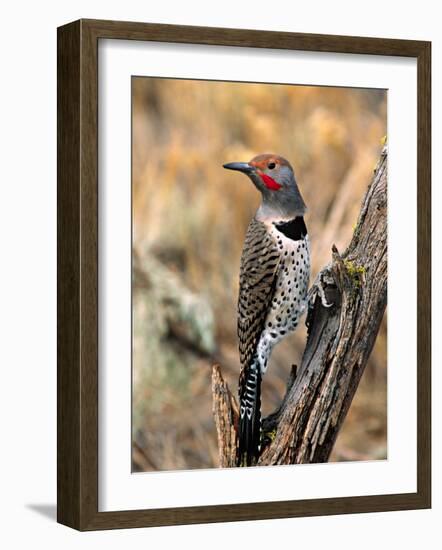 Northern Flicker, Oregon, USA-Charles Sleicher-Framed Photographic Print