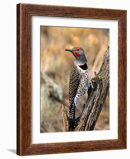 Northern Flicker, Oregon, USA-Charles Sleicher-Framed Photographic Print