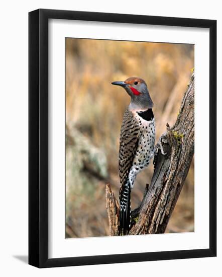 Northern Flicker, Oregon, USA-Charles Sleicher-Framed Photographic Print