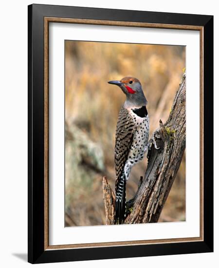 Northern Flicker, Oregon, USA-Charles Sleicher-Framed Photographic Print