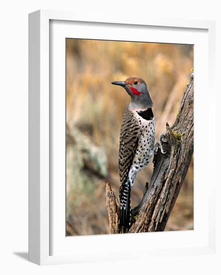 Northern Flicker, Oregon, USA-Charles Sleicher-Framed Photographic Print