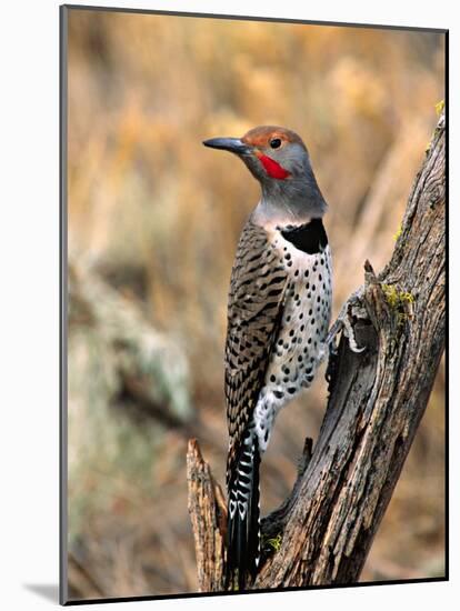 Northern Flicker, Oregon, USA-Charles Sleicher-Mounted Photographic Print