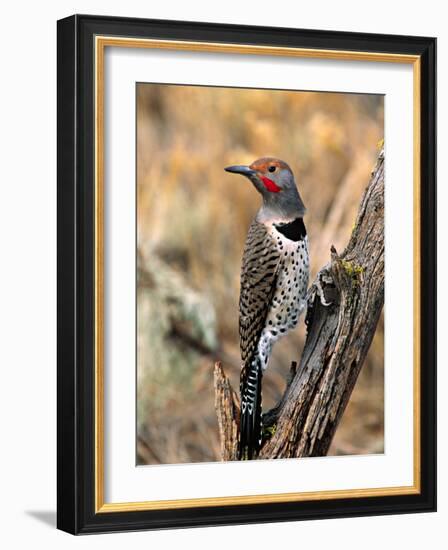 Northern Flicker, Oregon, USA-Charles Sleicher-Framed Photographic Print