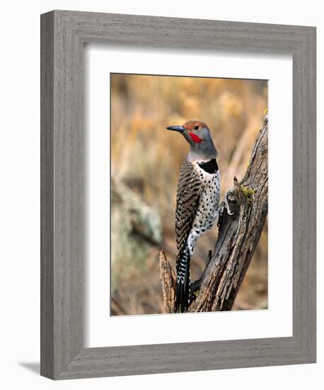 Northern Flicker, Oregon, USA-Charles Sleicher-Framed Photographic Print