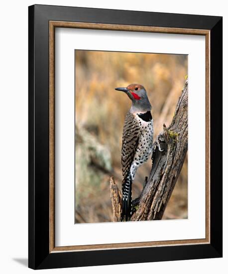 Northern Flicker, Oregon, USA-Charles Sleicher-Framed Photographic Print