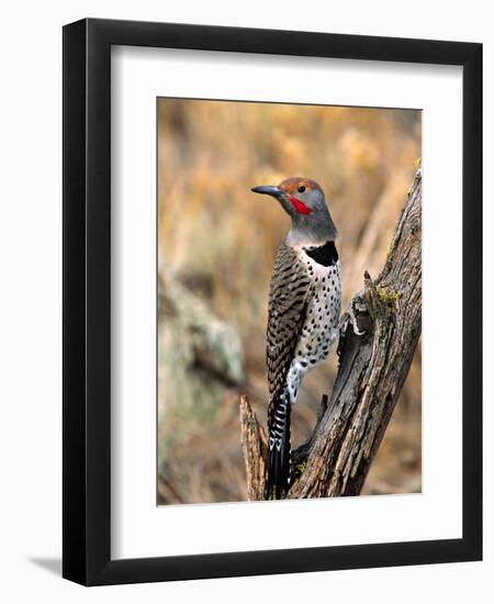 Northern Flicker, Oregon, USA-Charles Sleicher-Framed Photographic Print