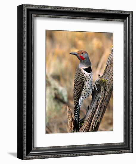 Northern Flicker, Oregon, USA-Charles Sleicher-Framed Photographic Print