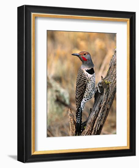 Northern Flicker, Oregon, USA-Charles Sleicher-Framed Photographic Print