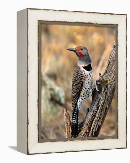 Northern Flicker, Oregon, USA-Charles Sleicher-Framed Premier Image Canvas