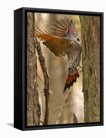 Northern Flicker Searching for Food in Old Tree Trunk in Whitefish, Montana, Usa-Chuck Haney-Framed Premier Image Canvas