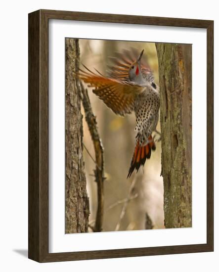Northern Flicker Searching for Food in Old Tree Trunk in Whitefish, Montana, Usa-Chuck Haney-Framed Photographic Print