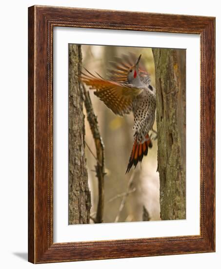 Northern Flicker Searching for Food in Old Tree Trunk in Whitefish, Montana, Usa-Chuck Haney-Framed Photographic Print