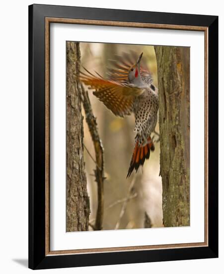 Northern Flicker Searching for Food in Old Tree Trunk in Whitefish, Montana, Usa-Chuck Haney-Framed Photographic Print