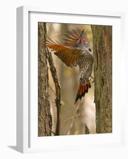 Northern Flicker Searching for Food in Old Tree Trunk in Whitefish, Montana, Usa-Chuck Haney-Framed Photographic Print