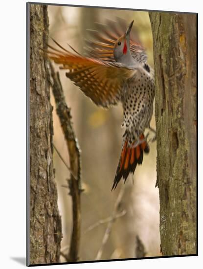 Northern Flicker Searching for Food in Old Tree Trunk in Whitefish, Montana, Usa-Chuck Haney-Mounted Photographic Print