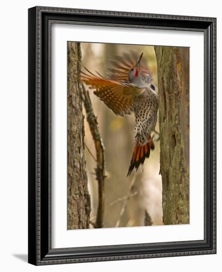 Northern Flicker Searching for Food in Old Tree Trunk in Whitefish, Montana, Usa-Chuck Haney-Framed Photographic Print