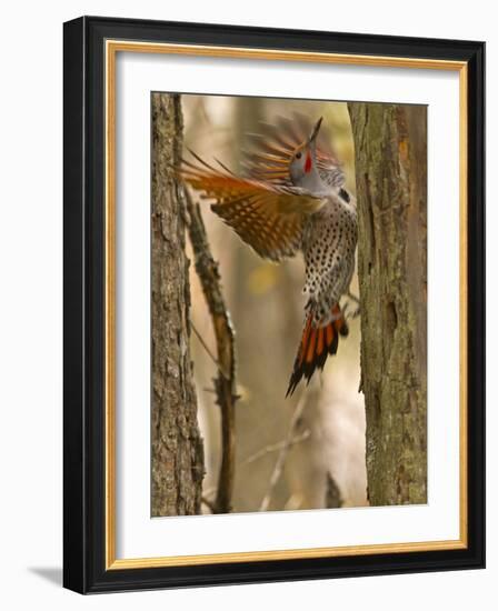 Northern Flicker Searching for Food in Old Tree Trunk in Whitefish, Montana, Usa-Chuck Haney-Framed Photographic Print