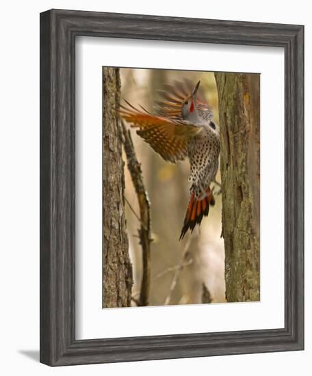 Northern Flicker Searching for Food in Old Tree Trunk in Whitefish, Montana, Usa-Chuck Haney-Framed Photographic Print