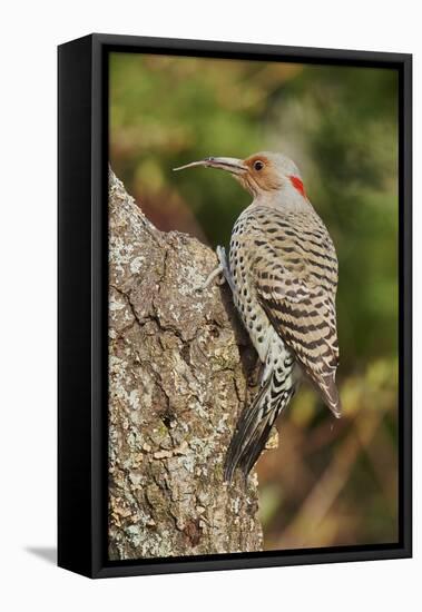 Northern Flicker-Gary Carter-Framed Premier Image Canvas