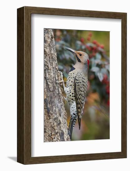 Northern Flicker-Gary Carter-Framed Photographic Print