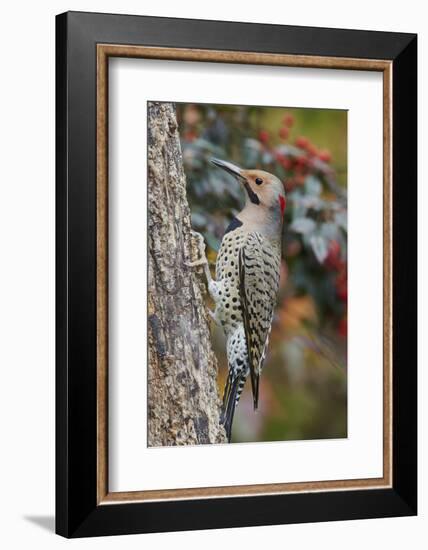 Northern Flicker-Gary Carter-Framed Photographic Print