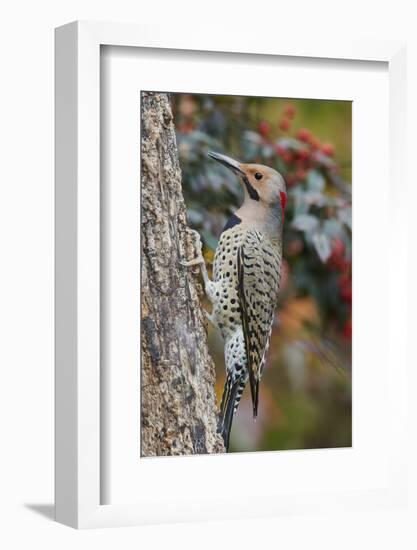 Northern Flicker-Gary Carter-Framed Photographic Print