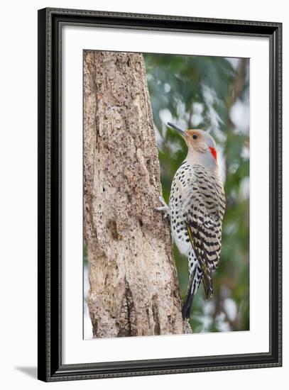 Northern Flicker-Gary Carter-Framed Photographic Print