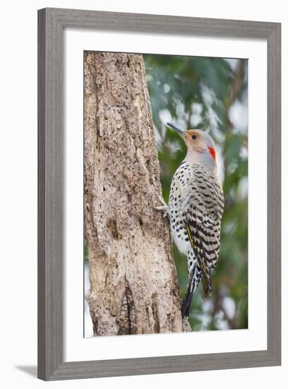 Northern Flicker-Gary Carter-Framed Photographic Print