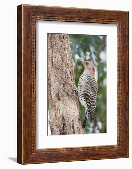 Northern Flicker-Gary Carter-Framed Photographic Print