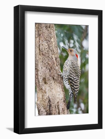 Northern Flicker-Gary Carter-Framed Photographic Print