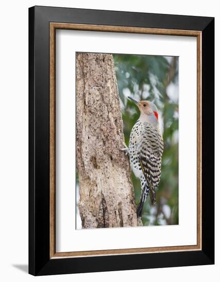 Northern Flicker-Gary Carter-Framed Photographic Print